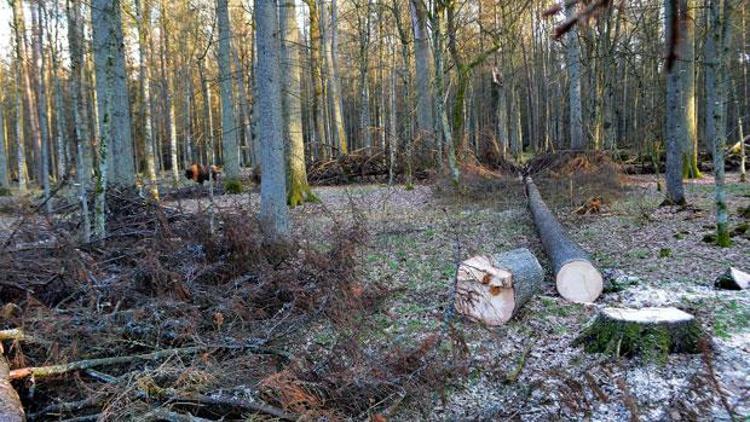 Avrupa’nın en eski ormanı Bialowieza’da ağaç kesmek yasaklandı