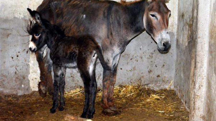 Eşek sütünün kilosu 100 lira oldu