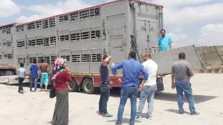 Genç Çiftçi Projesi ile manda dağıtıldı