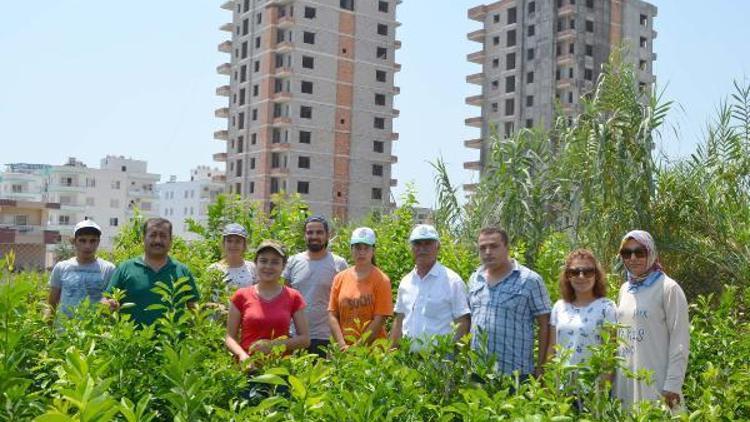 Erdemlide ziraatçi stajyerlere sahada eğitim