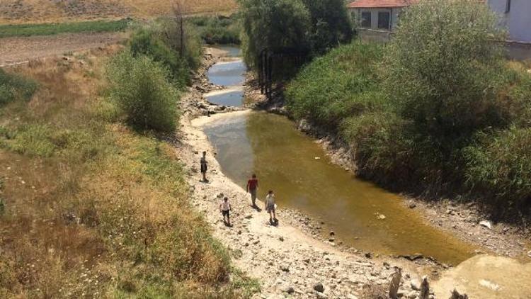 Sakarya Nehri kurudu, binlerce balık öldü, çiftçi zorda