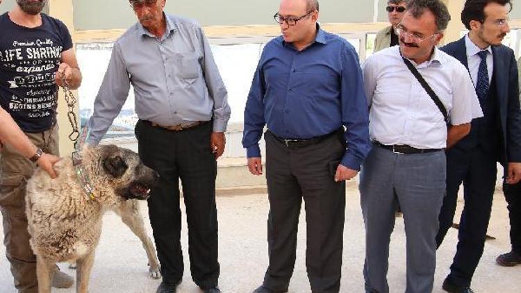 Kahramanın babasına kangal köpeği hediye edildi