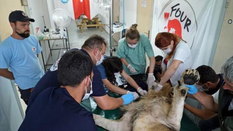 Suriye’den getirilen aslanlardan birinin ikiz yavrulara gebe olduğu belirlendi