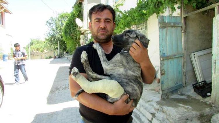 Sokakta yaralı bulduğu köpeği tedavi ettirip sahiplendi