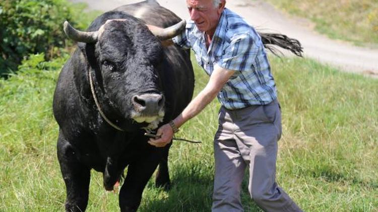 Karadeniz ve Egenin şampiyon boğaları karşı karşıya geliyor