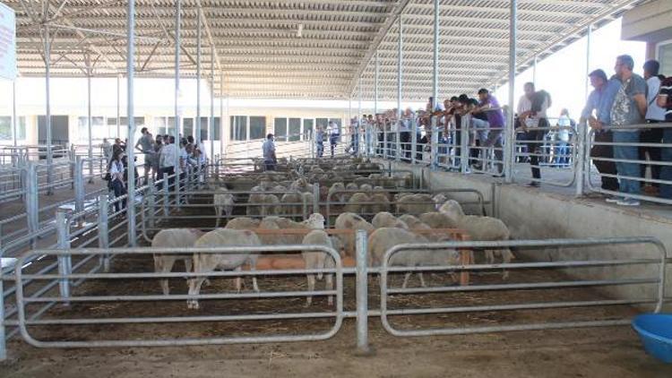 Köylü, devletin çiftliğinde yetişen koçları bakımsız buldu