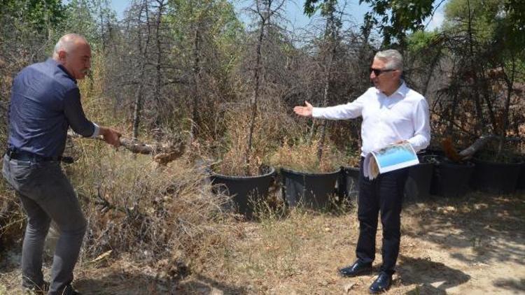 CHP İl Başkanı Sancarden ağaç katliamı iddiası