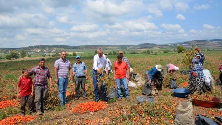 Karacabeyde salçalık domates hasadı başladı