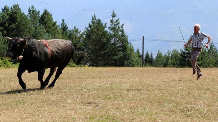 Karadeniz ve Egenin şampiyon boğaları karşı karşıya geliyor