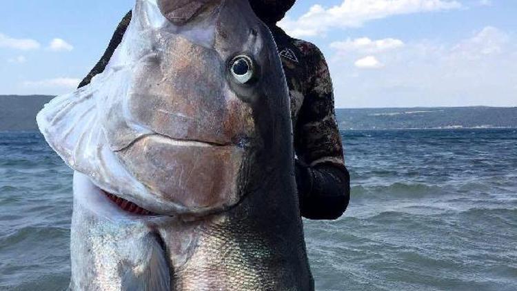 2 metre boyunda, 68 kilo ağırlığında akya avladı