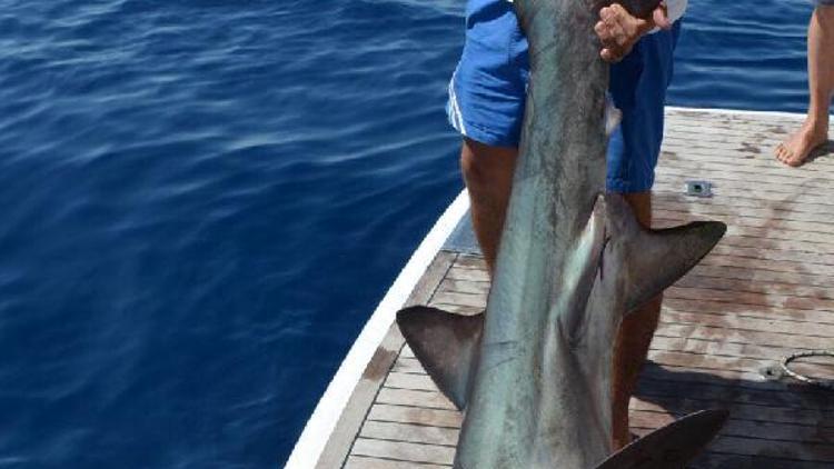 5 metrelik köpek balığı oltaya takıldı