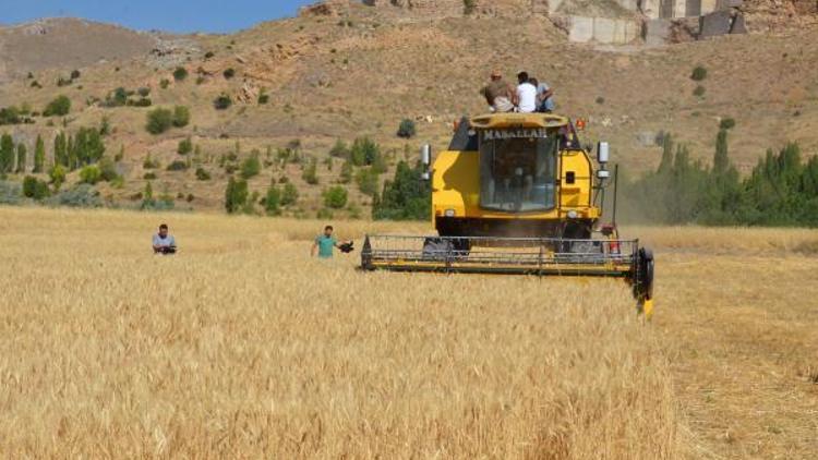 Sivasta tarla günü etkinliği