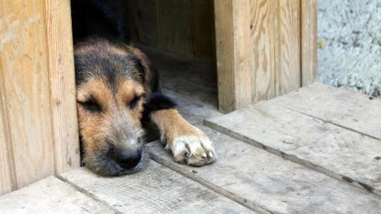 Komşusunun tavuğunu yiyen köpeğini motosiklete bağlayıp sürükledi