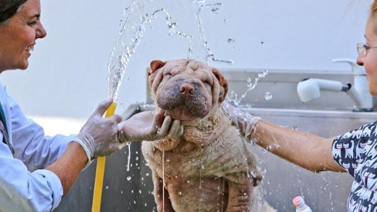 Köpeklere köpüklü banyolu serinlik