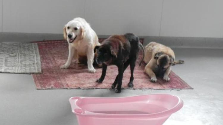 Kaza, maganda kurşunu kurbanı 12 köpek Engellenenler Evinde