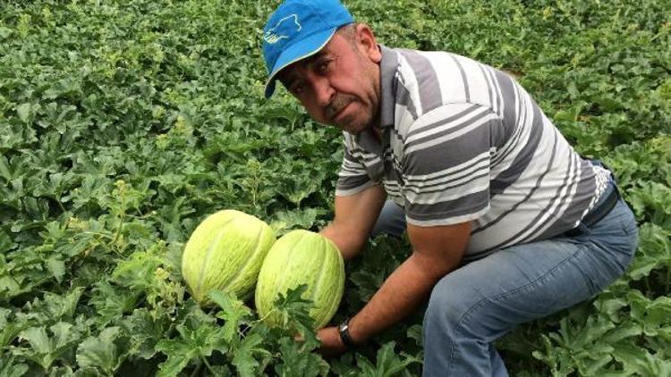 Kırkağaç kavununda hasat zamanı