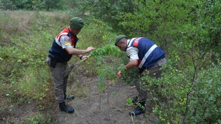 Bursa’da 255 kök kenevir ele geçirildi