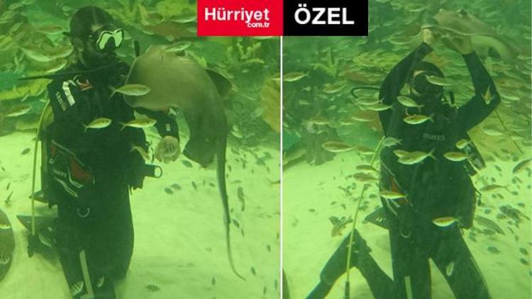 AVMde akılalmaz olay: Akvaryumdaki vatoz soktu, hayatı karardı