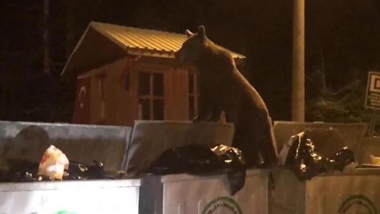 Uludağ’a çıkacak dağcılara yavru ayı uyarısı