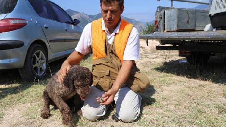 Artvin’de özel eğitimli köpekle trüf mantarı aranıyor