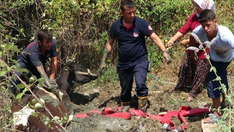 Bataklığa saplanan inek için seferber oldular