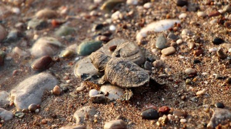 Caretta carettaların zorlu yolculuğu başladı