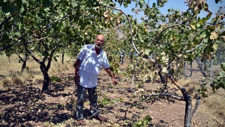 Siirtte domuz sürüleri üzüm bağı ve fıstık ağaçlarına dadandı