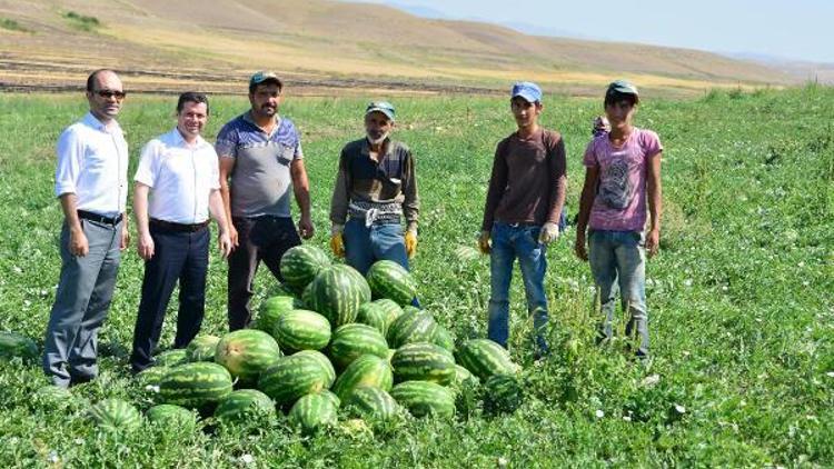 Sekili Karpuzunun hasadına başlandı