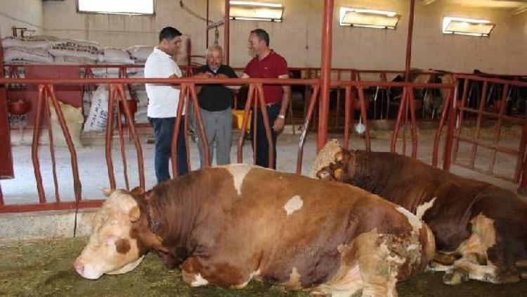 Kurbanlıklar Tomarza’da satışa sunuldu