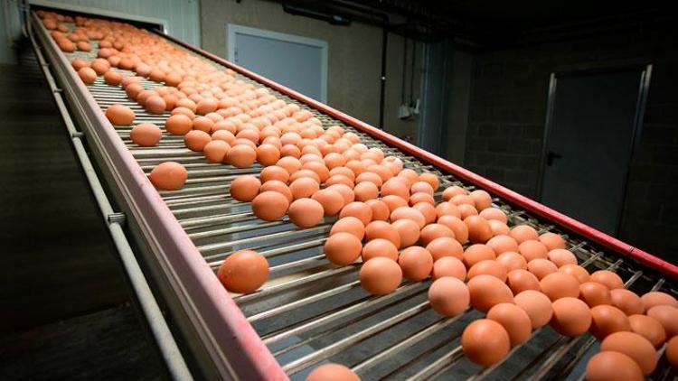 Almanya’ya 5.2 milyar yumurta satmışlar
