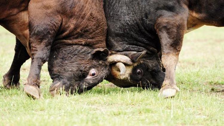 Karadeniz boğaları Ege boğalarına karşı