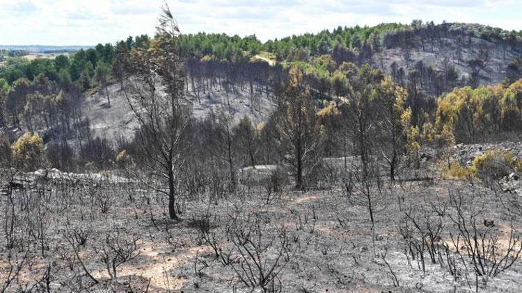 Montpellier’de 500 hektar orman yandı