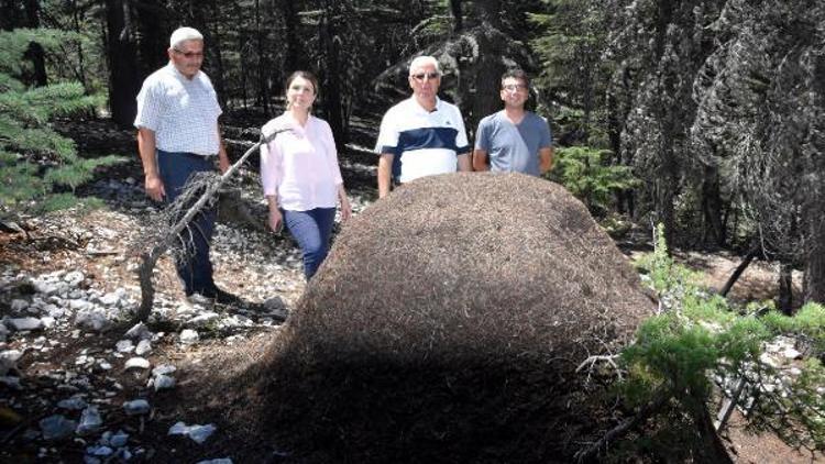 Sedir ormanlarını karıncalar koruyor