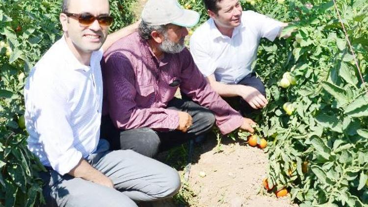 Yerköy Domatesi sevdi