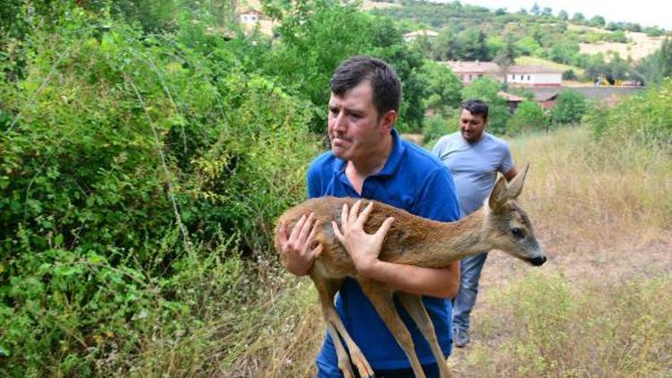 Yaralı yavru karaca tedavi sonrası doğaya bırakıldı