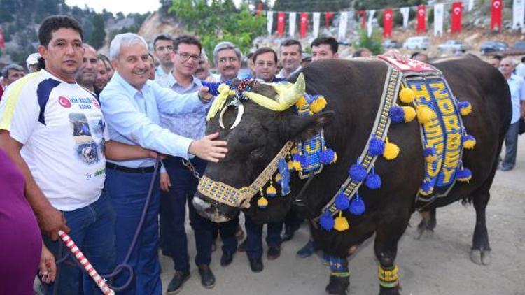 Şampiyon boğalar ilgi çekti