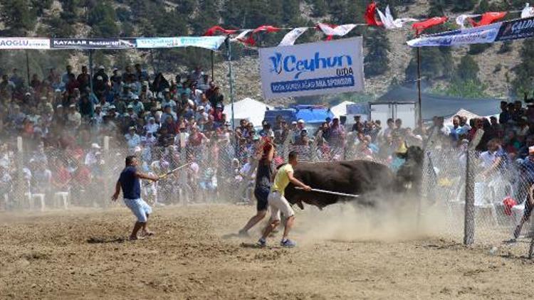 Güreşen boğalar tel örgüleri aştı, izleyiciler kaçıştı