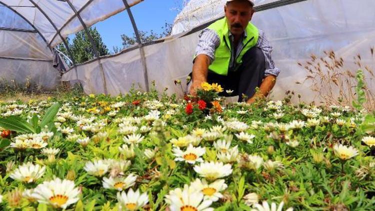 Van Büyükşehir Belediyesi 300 bin çiçek, 35 bin ağaç ekti