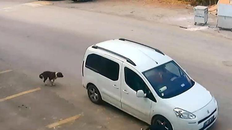 Köpeği ezen sürücüye 1097 lira ceza