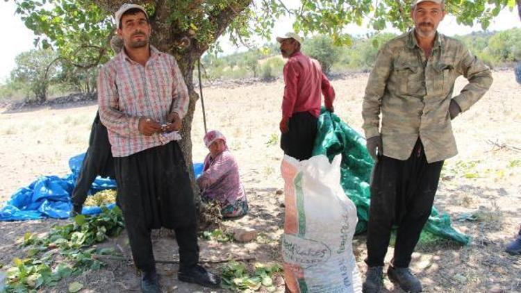 Antepten fıstık toplamak için Manisaya geliyorlar