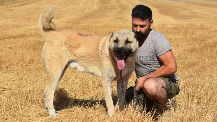 Kangal köpekleri, kurttan daha zeki