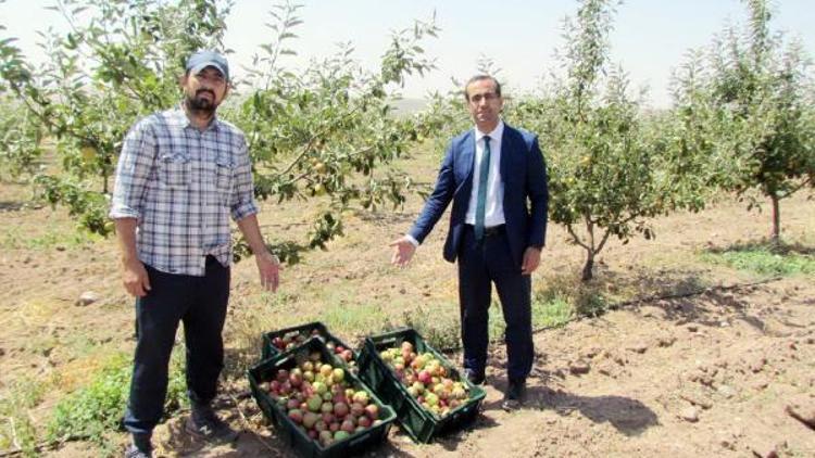 Uygulama alanında ilk hasat