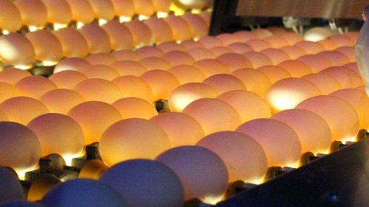 Tavuk yumurtası üretimi yüzde 2,9 arttı