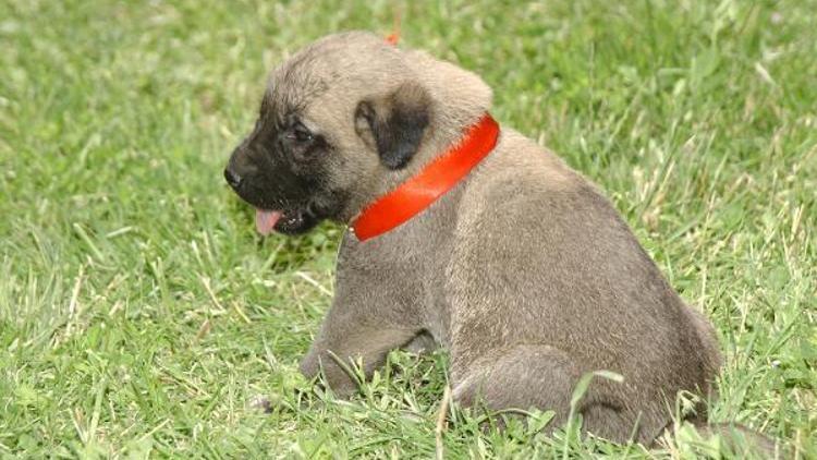 Kangal köpeğine tescil şoku