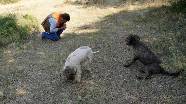 Edirnedeki merada ilk kez trüf mantarı arandı