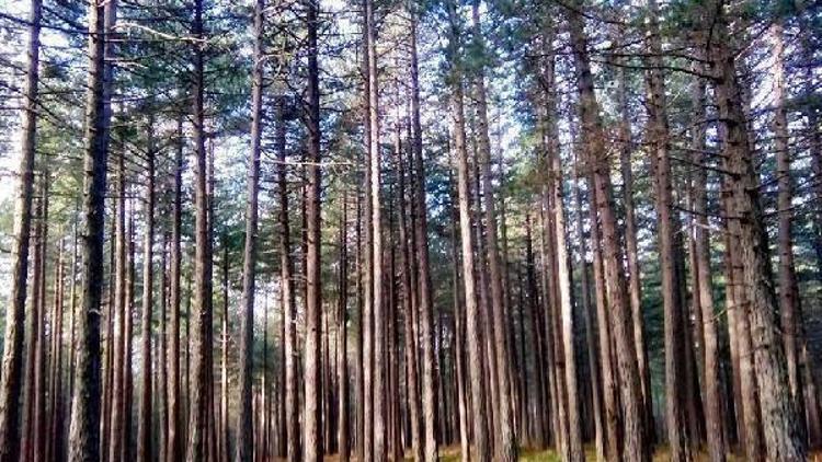 Kazdağı Doğa Koruma Ödülü jeotermal sondaja direnen köylülerin