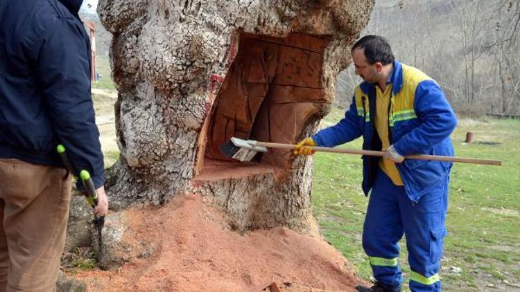 Testere ile oyulan 400 yıllık çınar doku tedavisine olumlu yanıt verdi