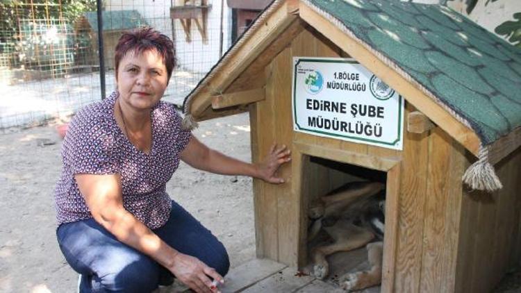 Edirnede sokak hayvanlarının kulübeleri çalındı
