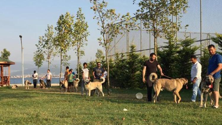 Anadolu çoban köpekleri sahipleri Derincede buluştu