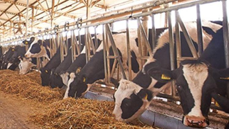 Bu inekler hem süt hem elektrik üretiyor